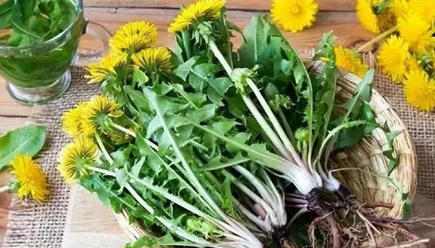 Cad iad na hathruithe a fheiceann tú i do chorp agus dandelions á ól agat gach lá? An bhfuil sliocht dandelion fíor i gcás frith -ailse?