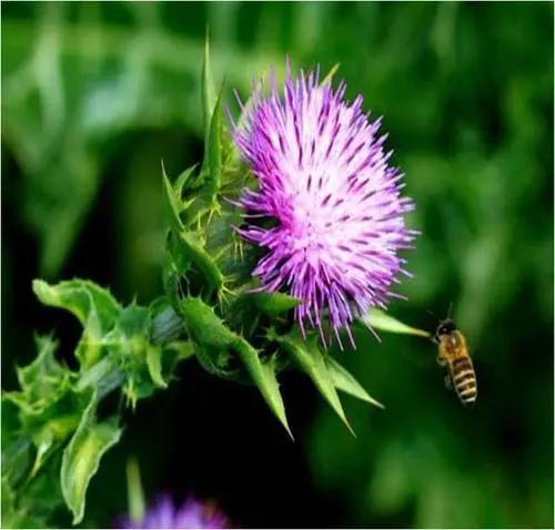 Cad iad na príomhbhuntáistí agus an spriocghrúpa de thistle bainne?